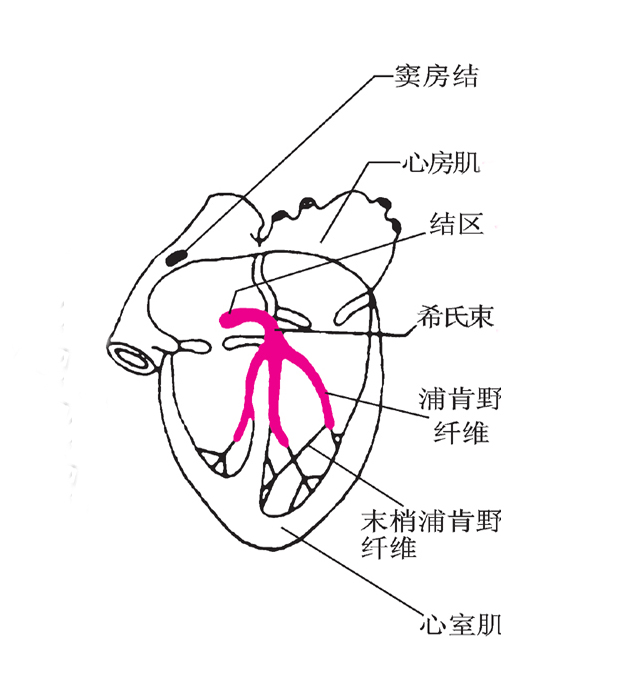 心脏生物电.png