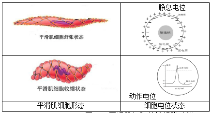 平滑肌细胞收缩舒张功能.png